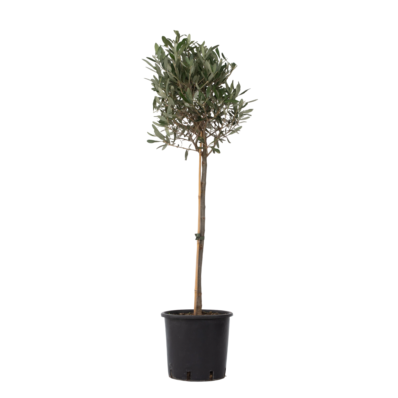 Olivier - Olea europaea - Hauteur 90-100cm - ⌀21cm - Image 1