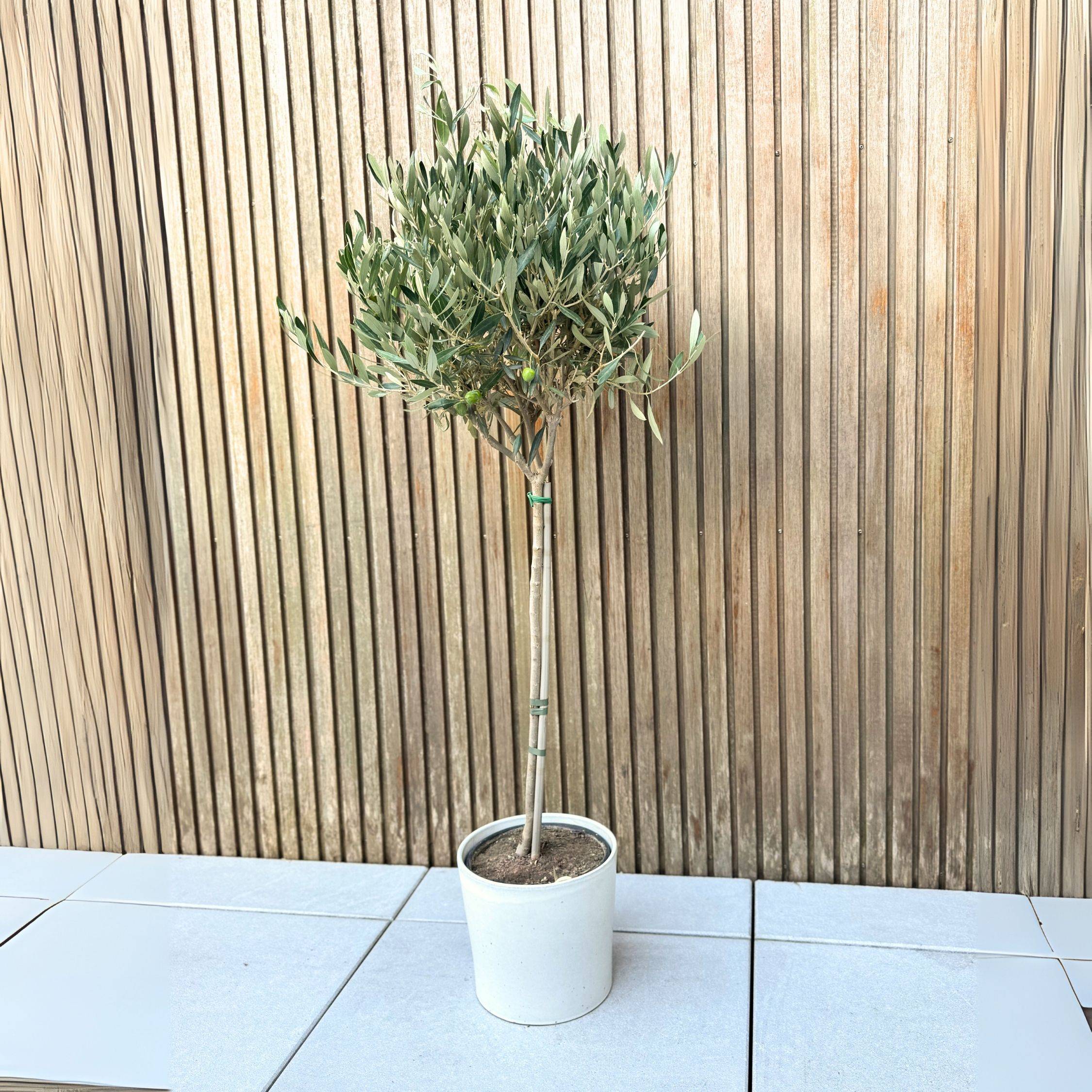 Olivier - Olea europaea - Hauteur 90-100cm - ⌀21cm - Image 2