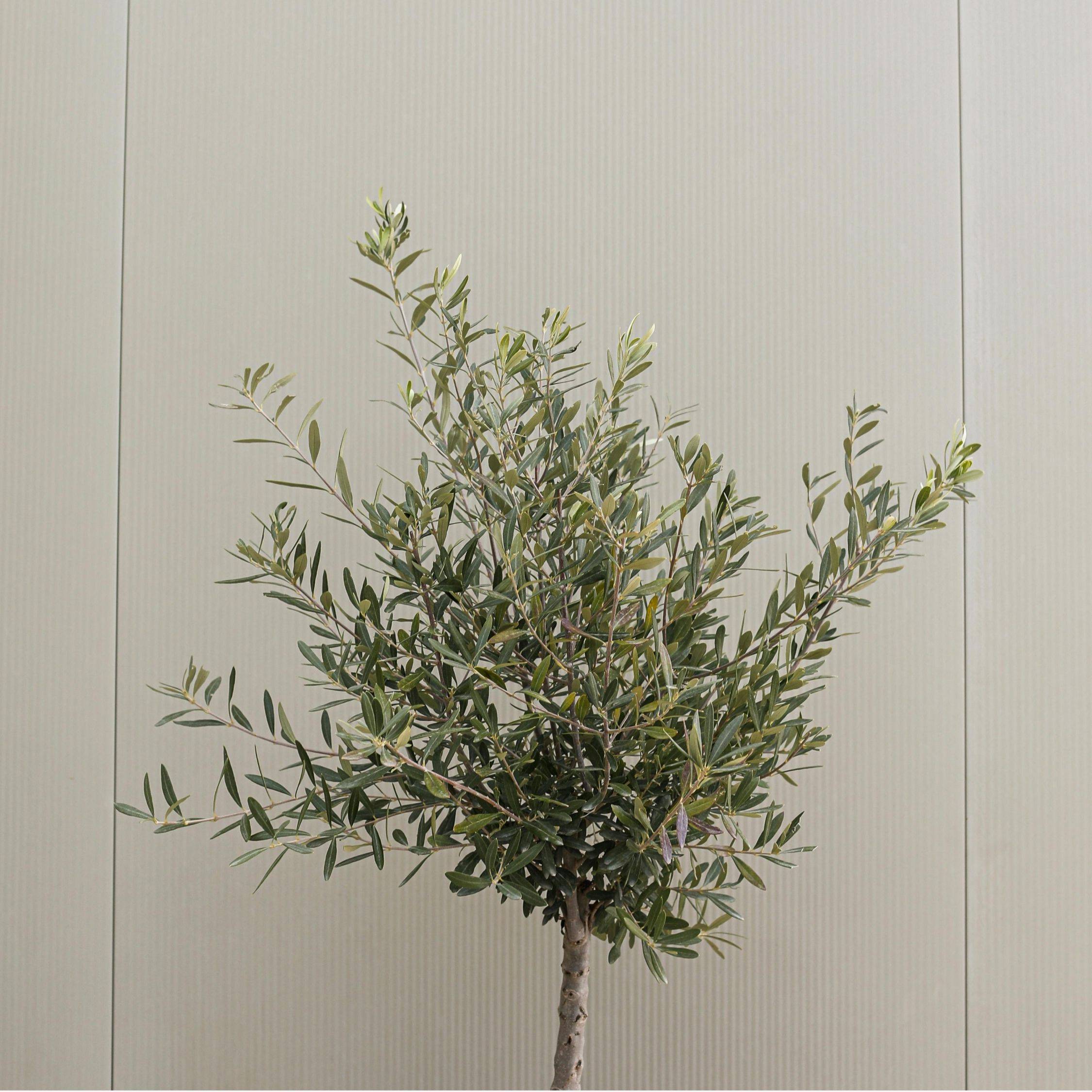 Olivier - Olea europaea - Hauteur 90-100cm - ⌀21cm - Image 3
