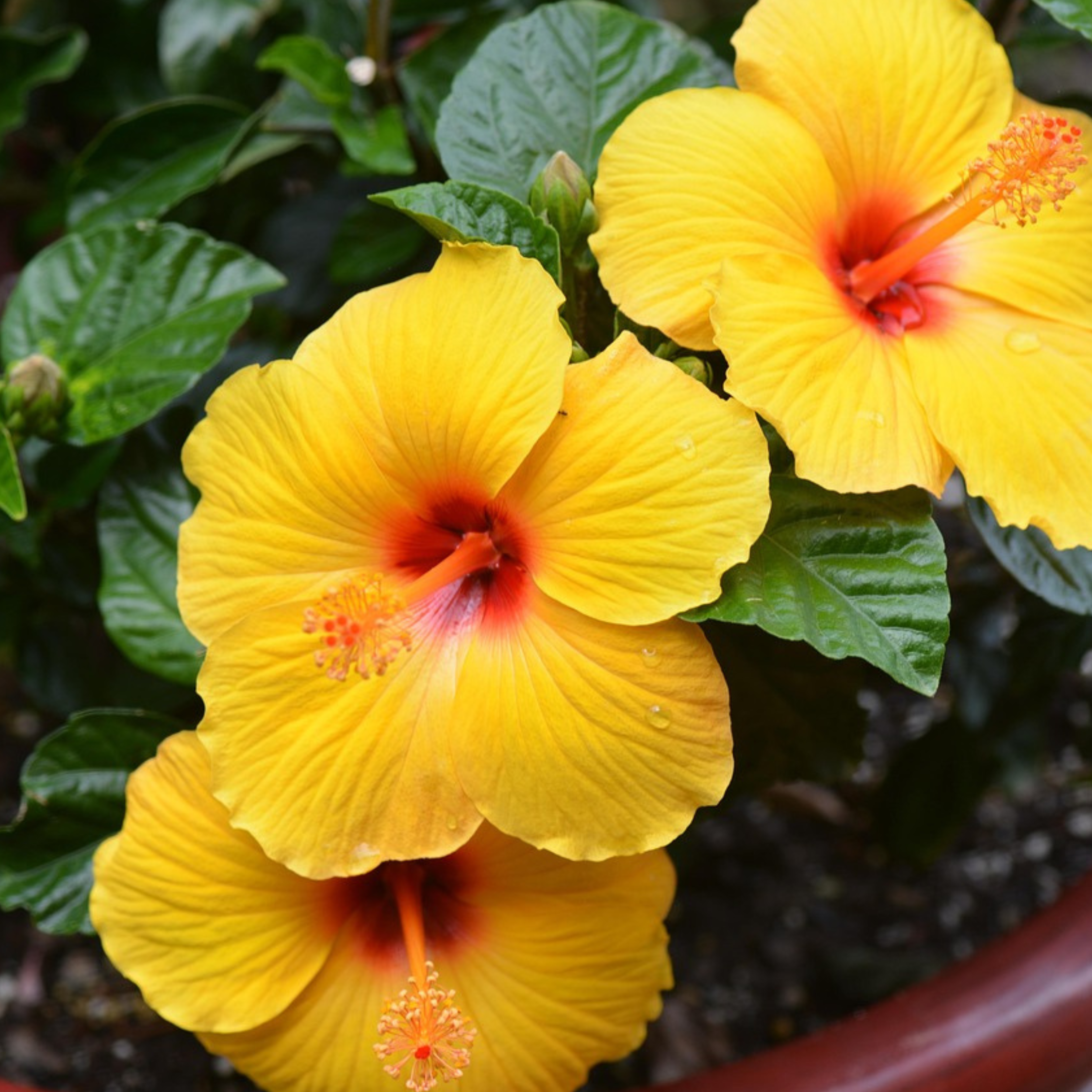 Hibiscus de Chine jaune - Hibiscus rosa-sinensis - Hauteur 40-50cm - Pot 17cm - Image 4