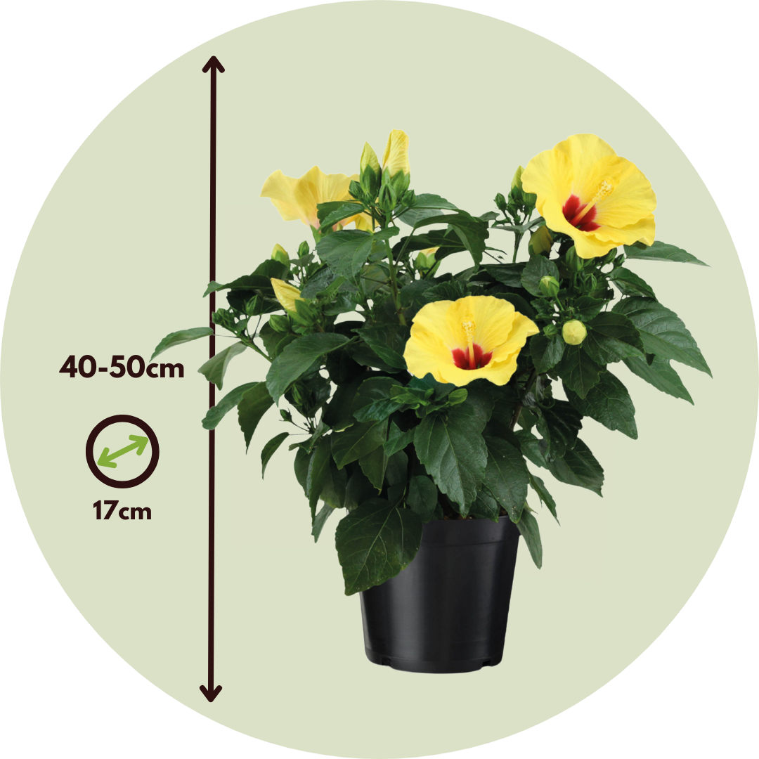Hibiscus de Chine jaune - Hibiscus rosa-sinensis - Hauteur 40-50cm - Pot 17cm - Image 5