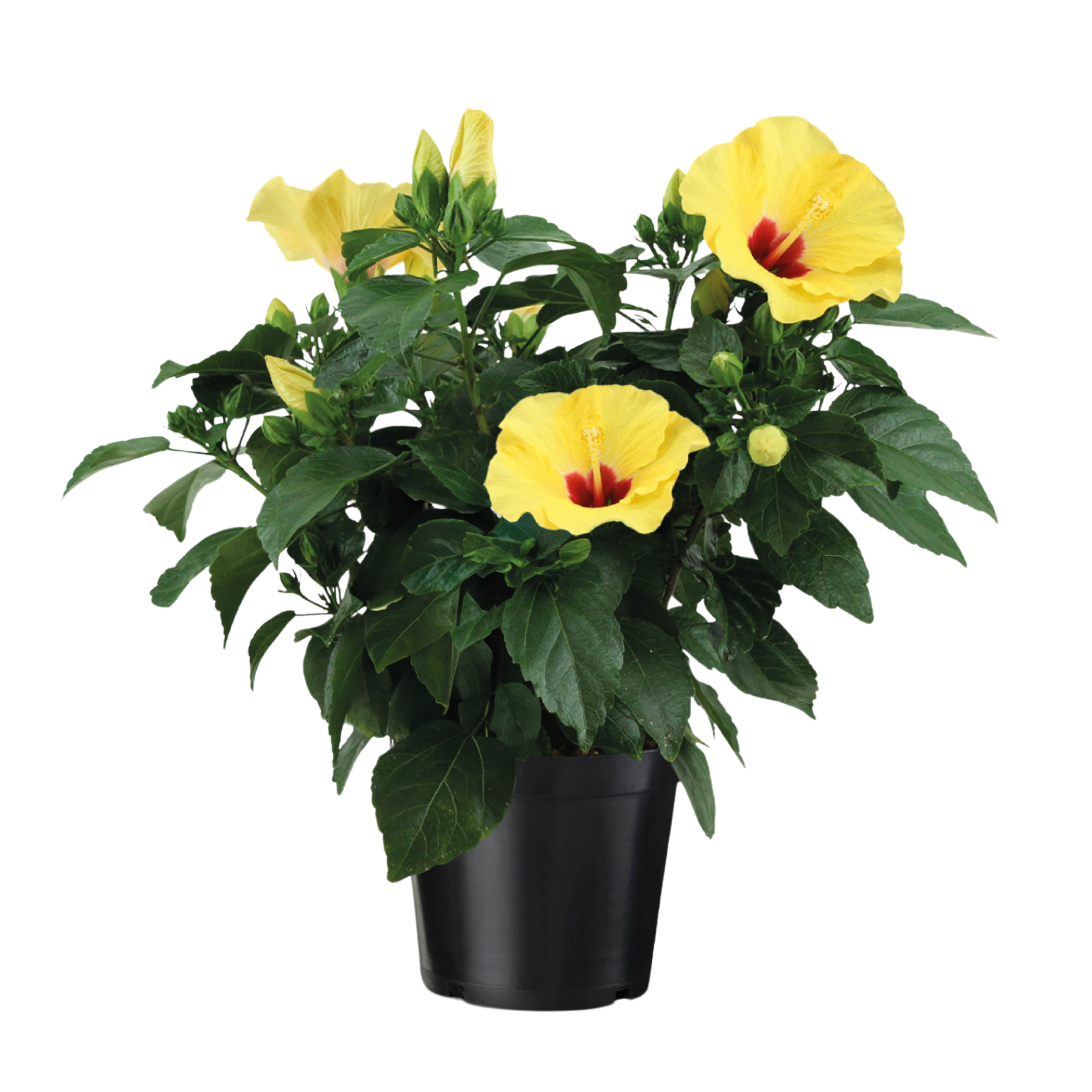 Hibiscus de Chine jaune - Hibiscus rosa-sinensis - Hauteur 40-50cm - Pot 17cm - Image 1