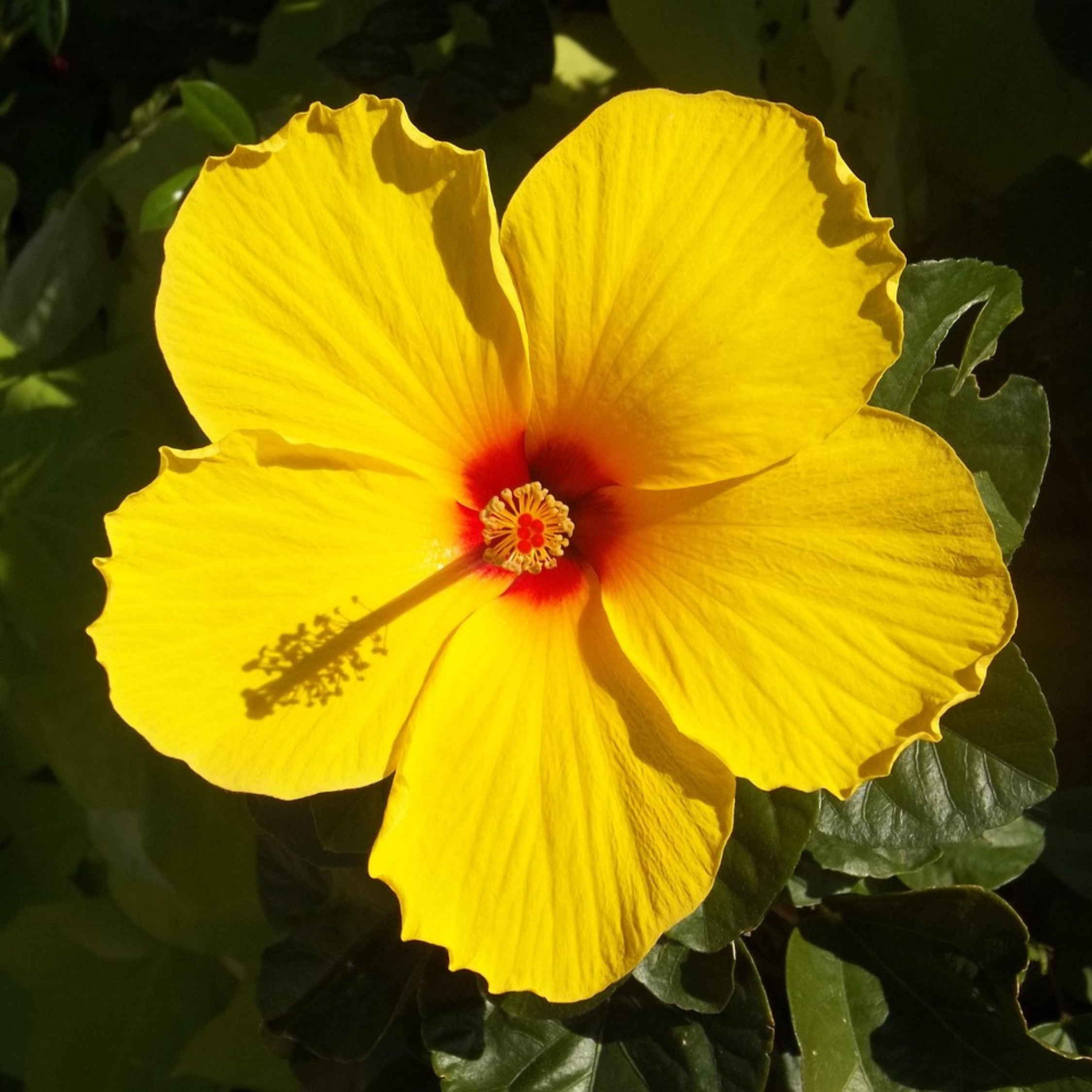 Hibiscus de Chine jaune - Hibiscus rosa-sinensis - Hauteur 40-50cm - Pot 17cm - Image 3