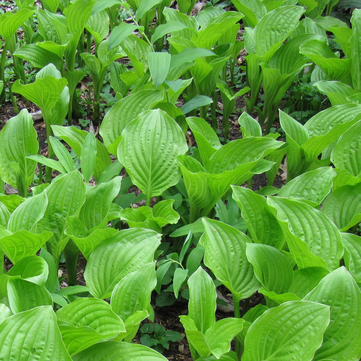 Hosta plantaginea var. japonica Godet de 8/9 cm