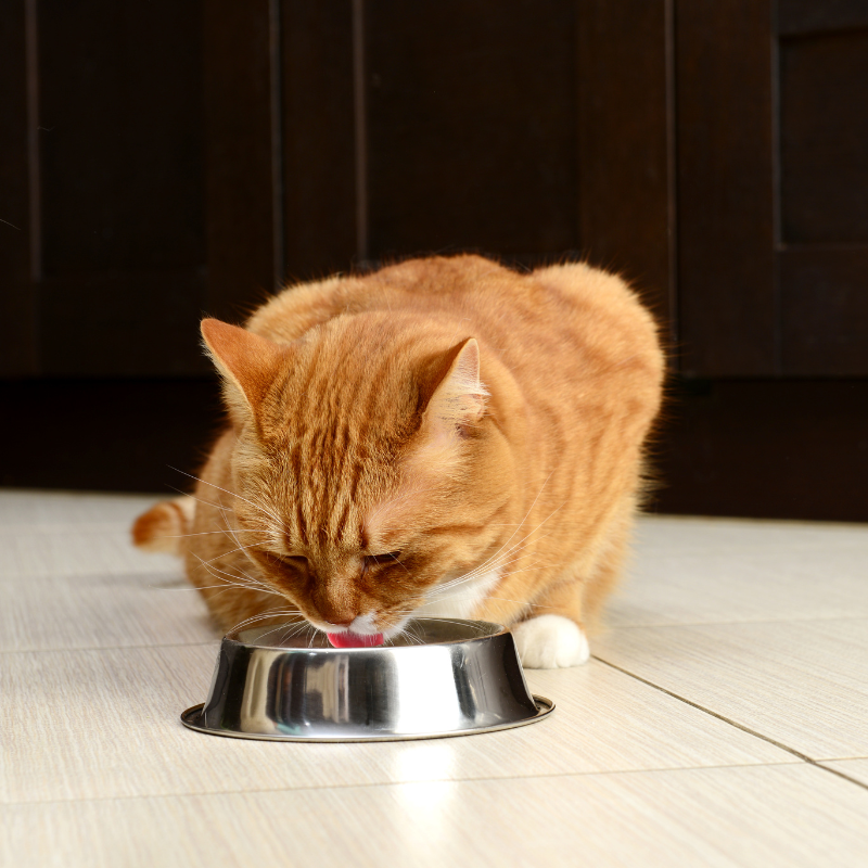 Equilibre & Instinct - Pâtées Bio à la Volaille pour Chat - Imagen 2