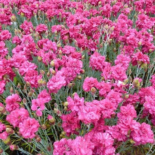 Promesse de Fleurs - Dianthus plumarius Heidi - Oeillet mignardise Godet de 8/9 cm