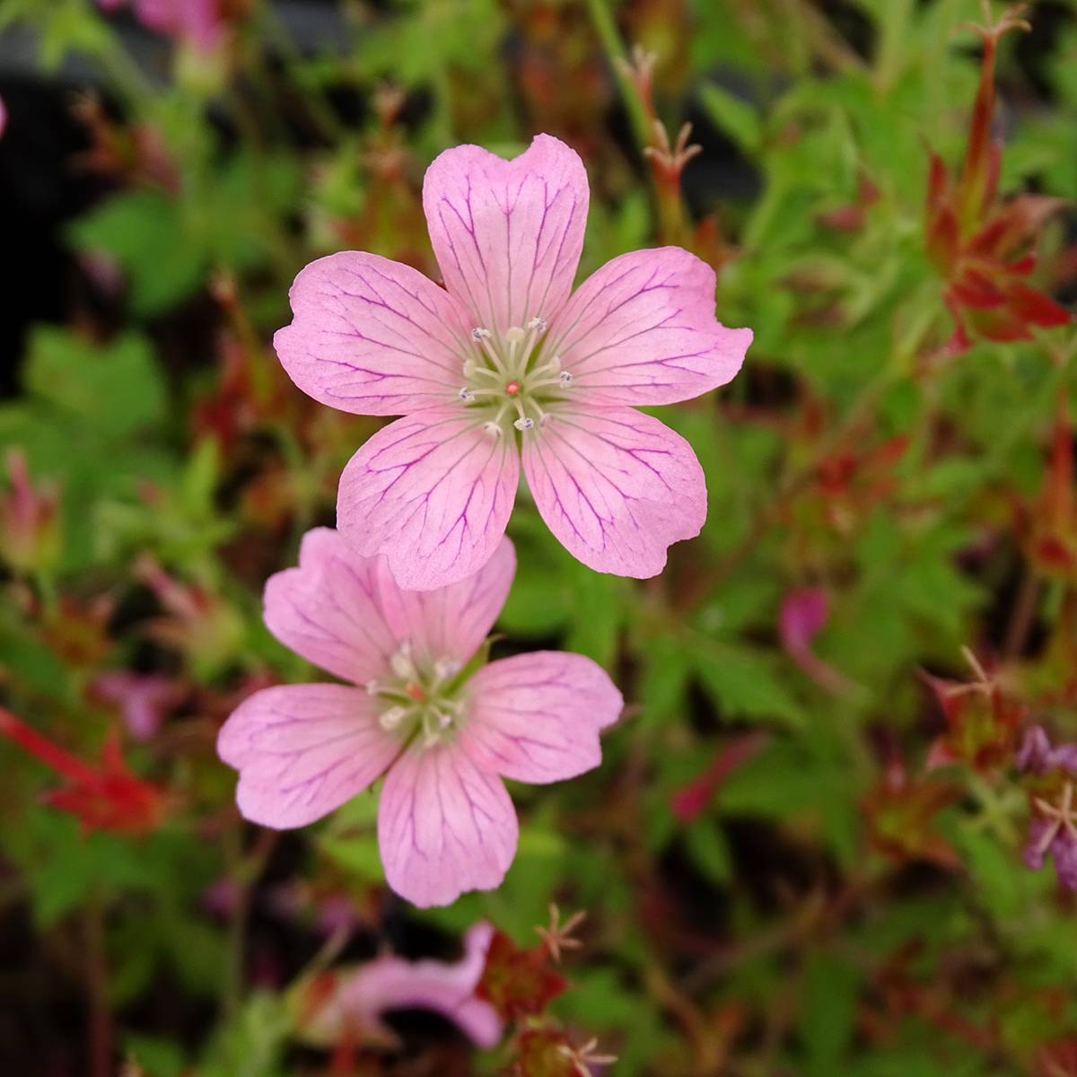 Promesse de Fleurs - Géranium vivace oxonianum Rosenlicht Godet de 8/9 cm