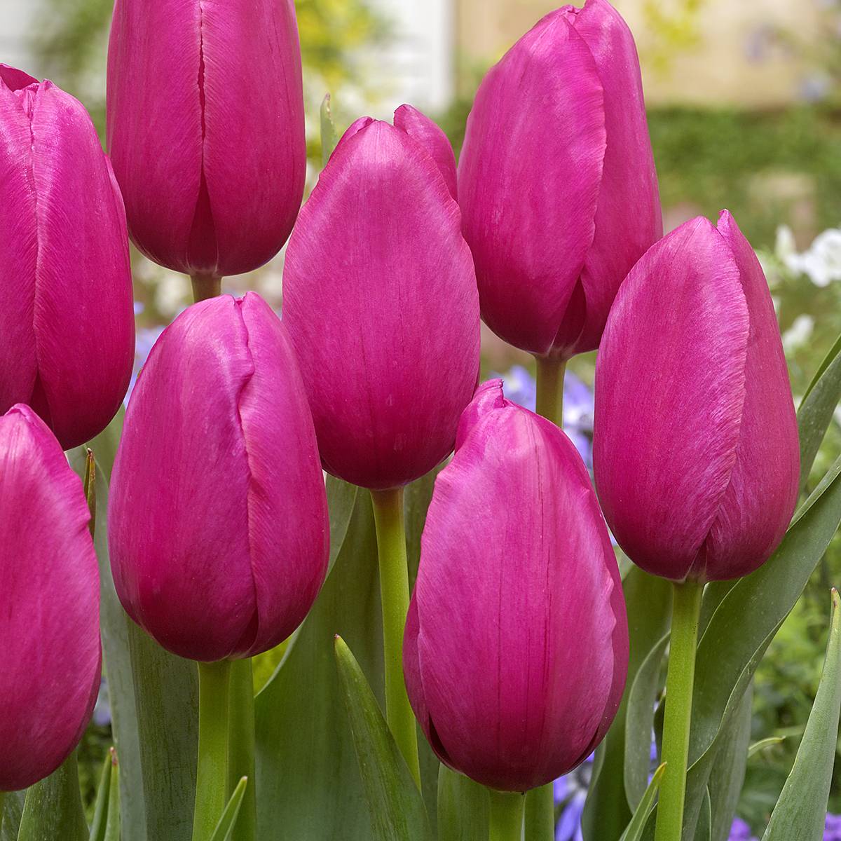 Promesse de Fleurs - Tulipe simple tardive Yosemite (Wilja) Bulbe calibre 11+ (par 10)