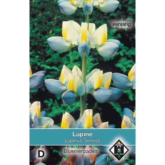 Graines de Lupin annuel cruickshankii Sunrise le sachet de 10 graines environ (2g)