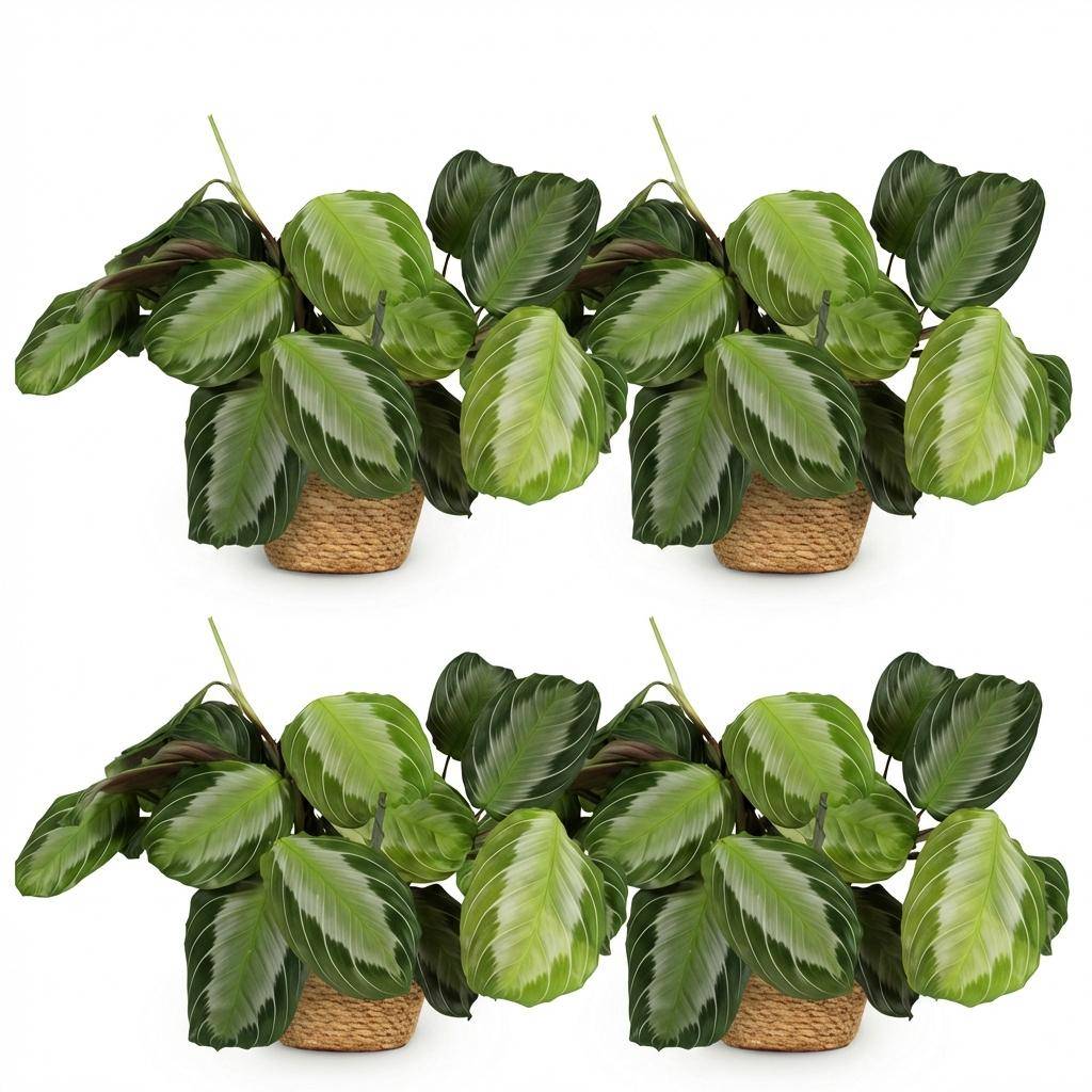 Maranta Fascinator Silverband - H35cm - Image 1