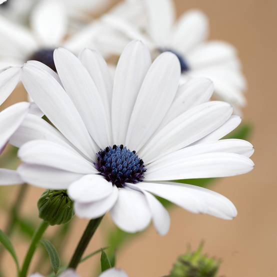 Promesse de Fleurs - Graines d'Osteospermum Glistening White - Marguerite du Cap le sachet de 50 graines environ (0,8g)