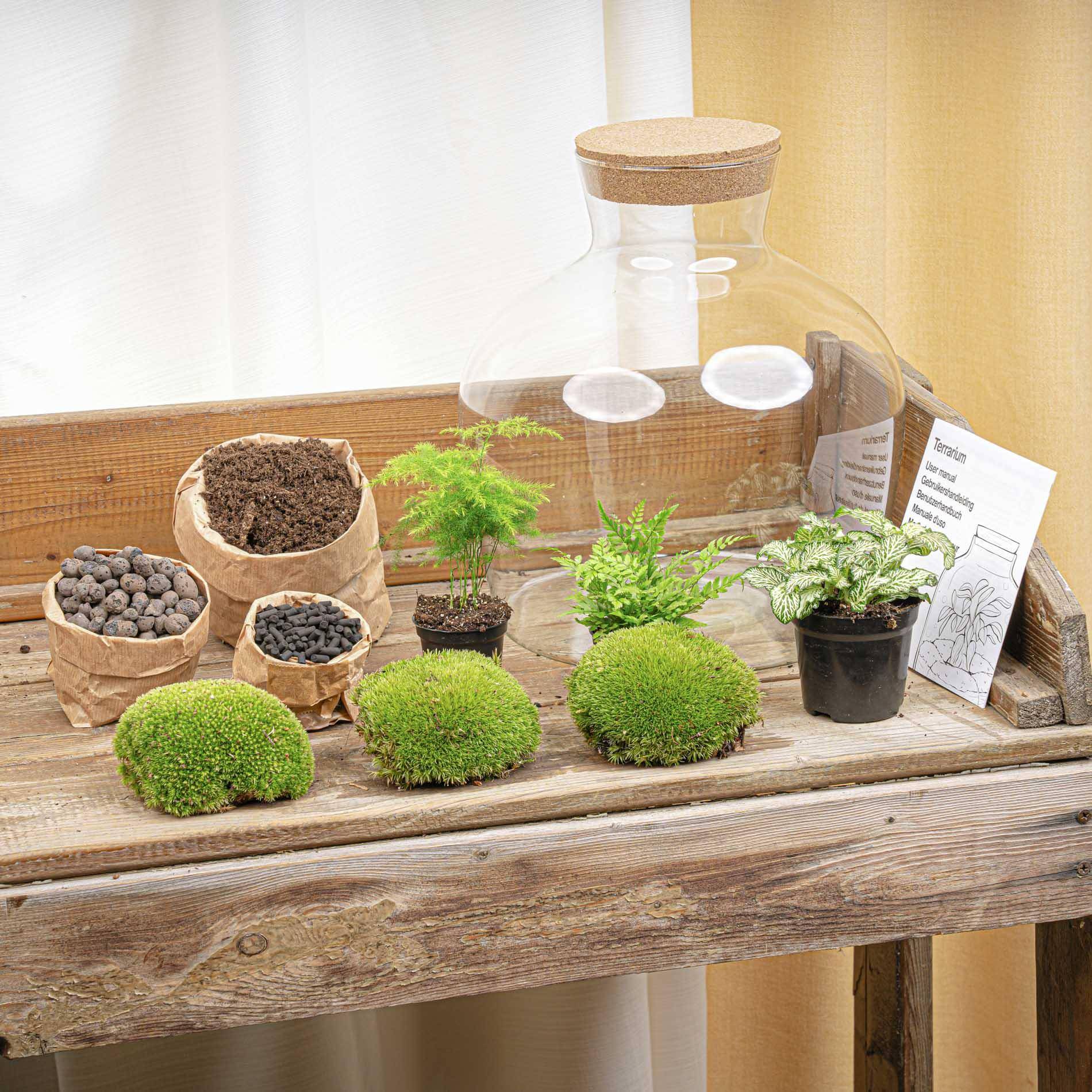 Terrarium à composer bouteille en verre recyclé - Ø29-H30cm - sans outils - Fougère Asparagus - Terrarium DIY - Image 5