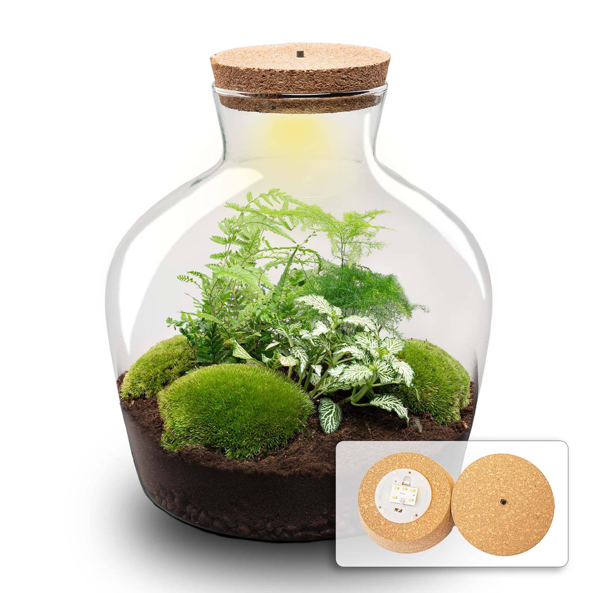 Terrarium à composer bouteille en verre recyclé - Ø29-H30cm - sans outils - Fougère Asparagus - Terrarium DIY - Image 1