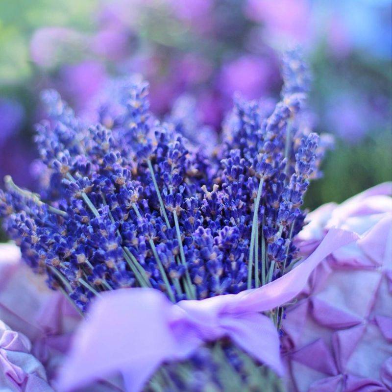 Lavande 'Hidcote Blue' (Lavandula Angustifolia 'Hidcote Blue') - Godet - Taille 10/15cm - Pépinières Naudet - Imagen 1