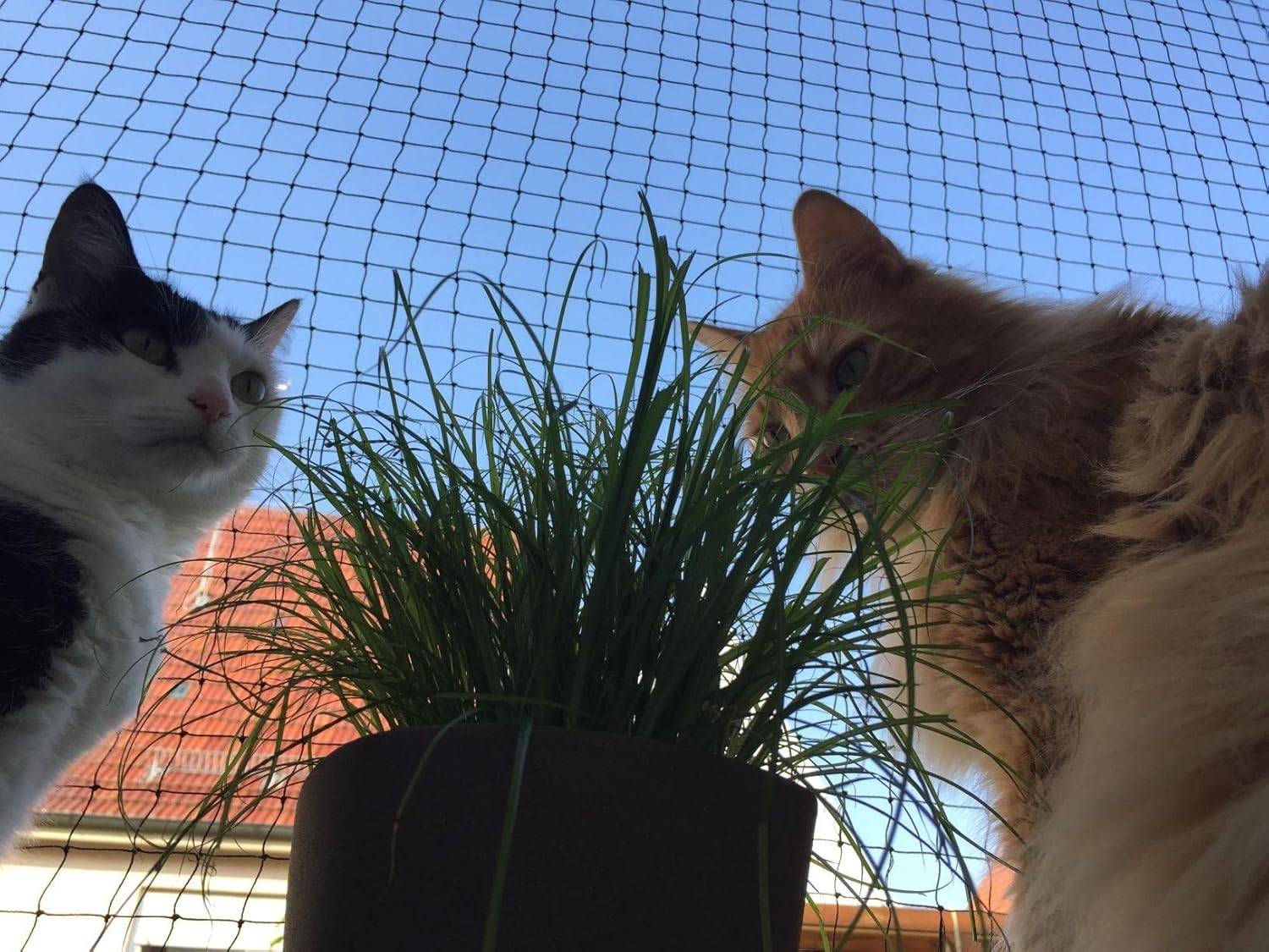 Filet de clôture anti-chute pour chat,filet de protection- 10x3m, Renforcé, Résistant aux Intempéries, Sécurise Balcon, Fenêtres et Terrasses-Lytech - Image 6