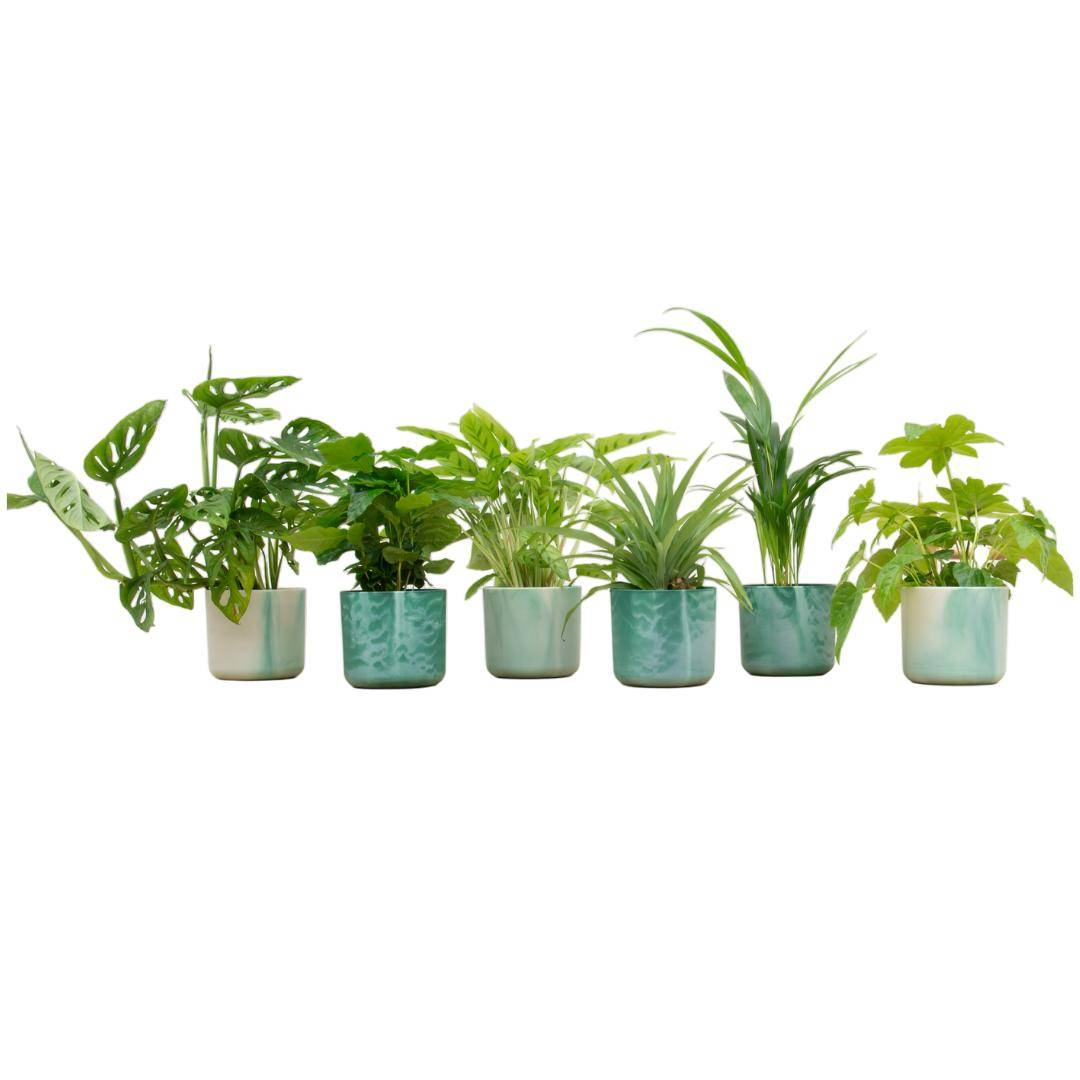 La Green Touch - Box 6 plantes d'intérieur et pots elho Ocean vert Ø14 30cm - Plante d'intérieur- La Green Touch - Imagen 1