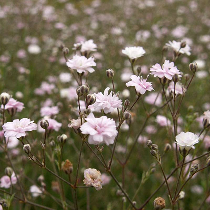 Gypsophila repens Rosa Schönheit - Gypsophile rampant Pot de 2L/3L
