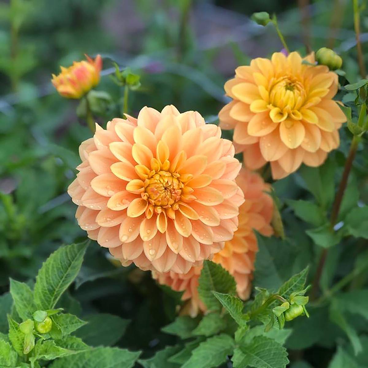 Dahlia décoratif Bocherell Bulbe calibre I