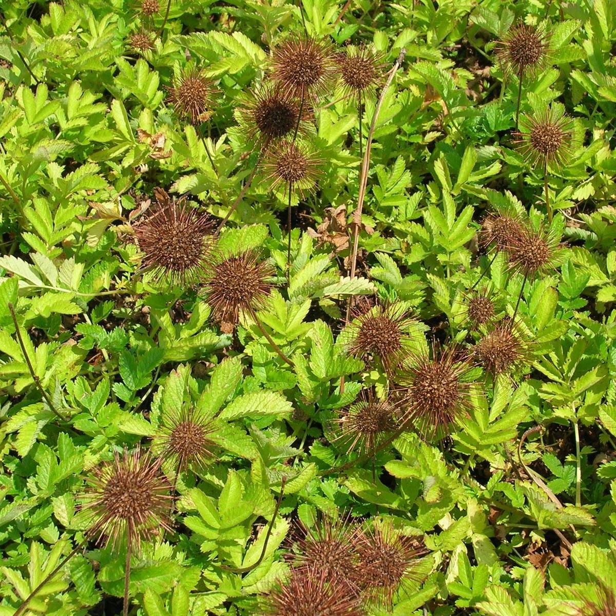 Acaena magellanica - Lampourde Magellan Pot de 2L/3L