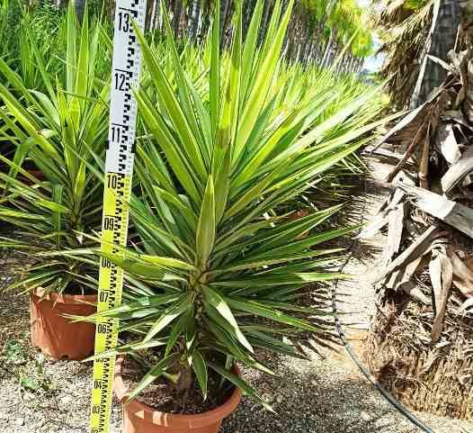 0 - Yucca Elephantipes 'Jewel' (Yucca pied d'éléphant) Pot de 6 litres -60/80 cm - Image 2