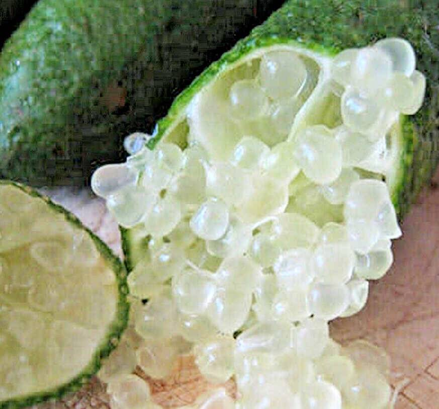 0 - Microcitrus australasica pulpe blanche (Caviar de citron) Pot de 9 litres -140/160 cm - Image 2