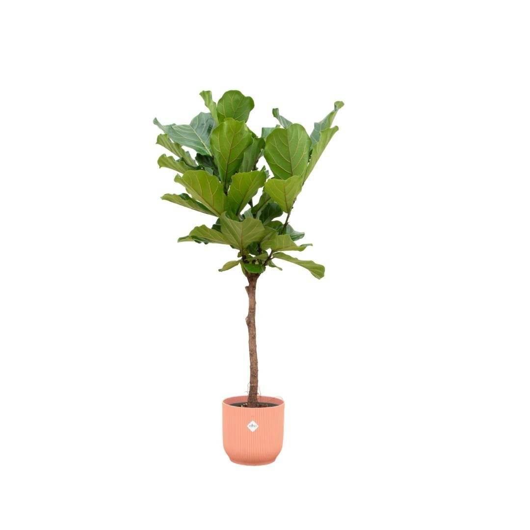Ficus Lyrata et son pot- La Green Touch Rose - Hauteur 160cm