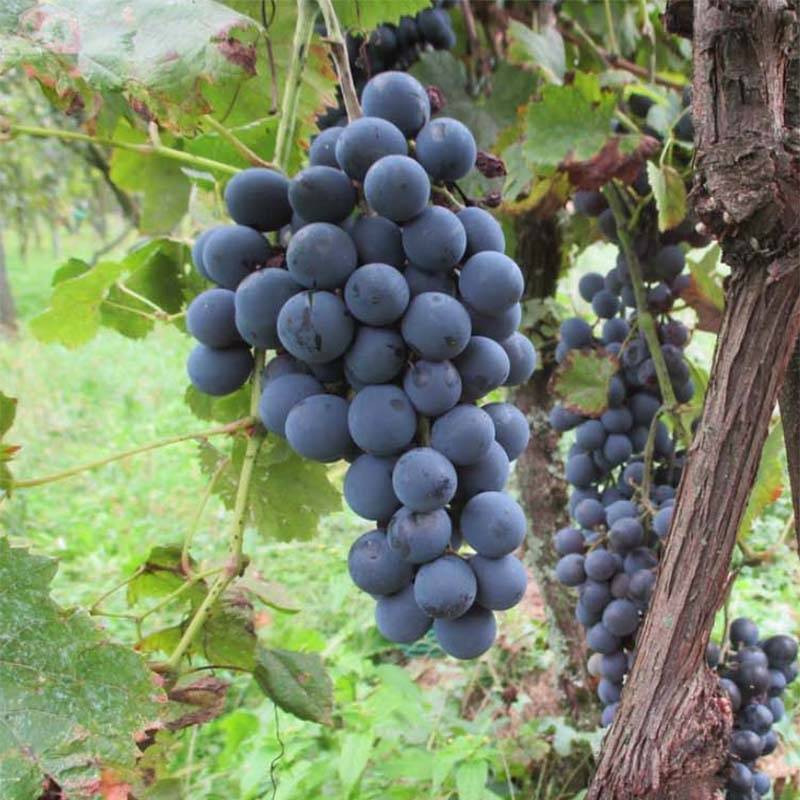 Promesse de Fleurs - Vigne sans pépin Apirena Nera Pot de 1,5L/2L
