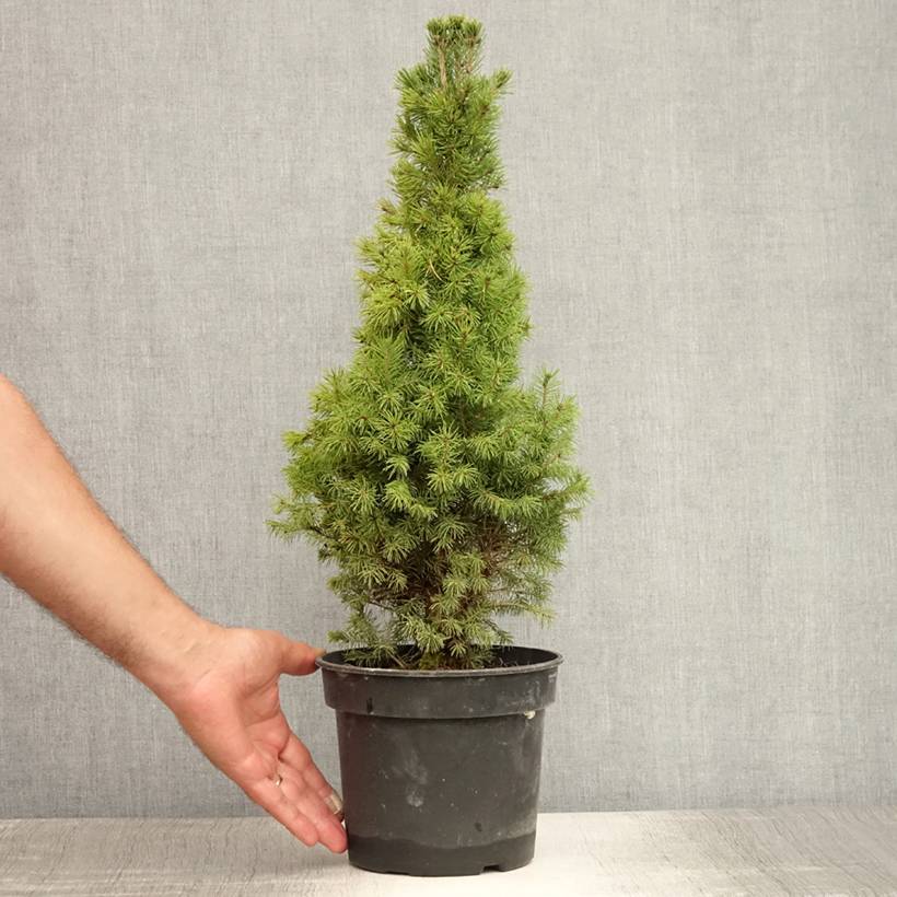 Epinette blanche - Picea glauca Conica Pot de 2L/3L - Image 2