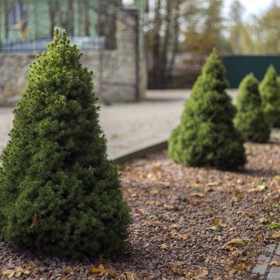 Epinette blanche - Picea glauca Conica Pot de 2L/3L - Image 1