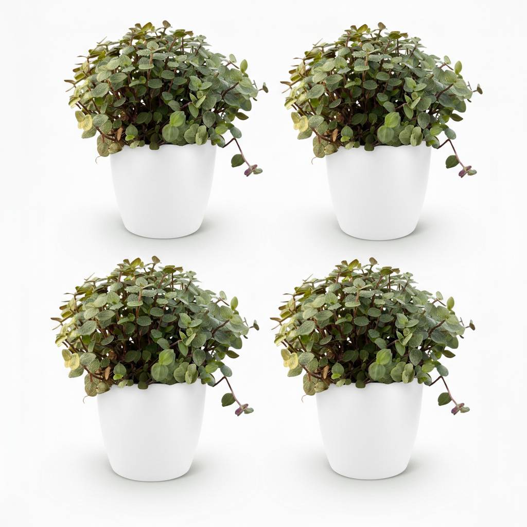La Green Touch - Calissia Repens - H20cm - Image 2