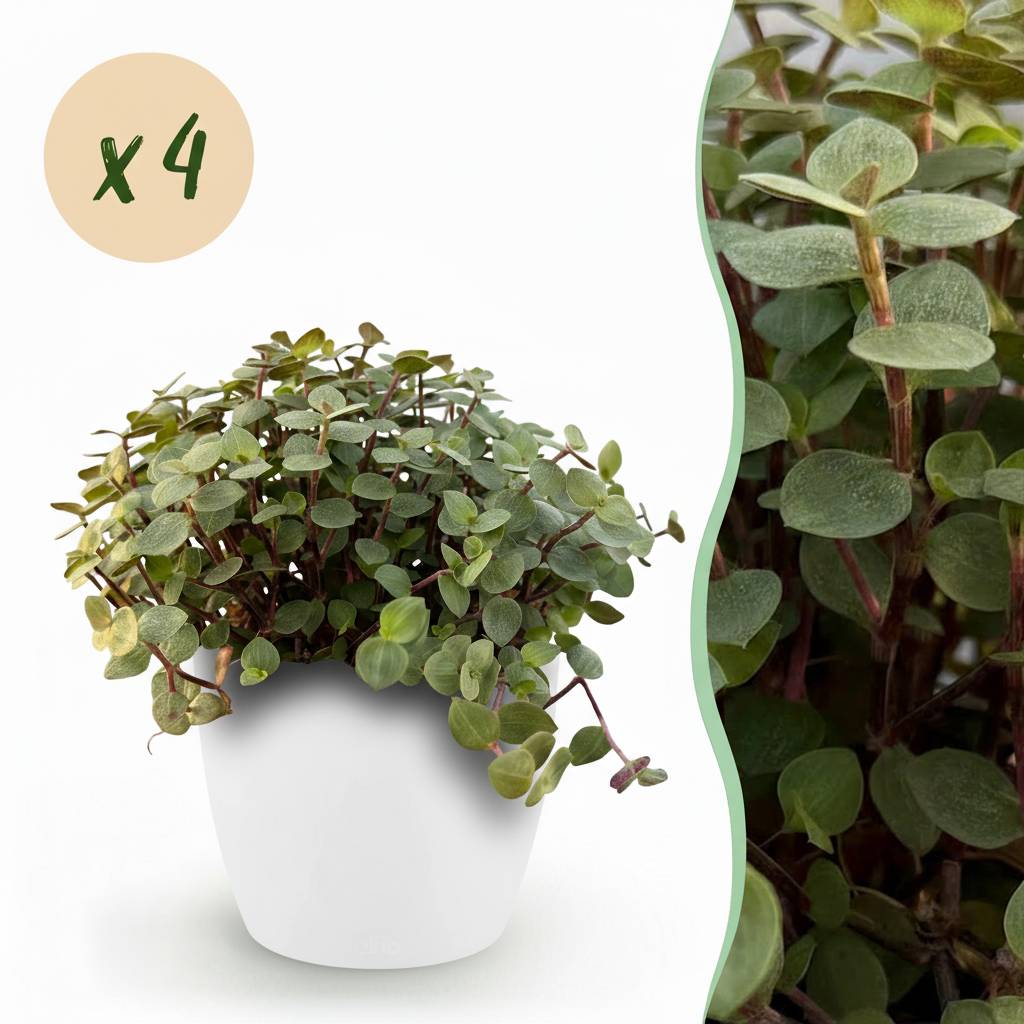Calissia Repens - H20cm