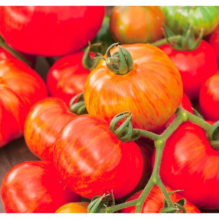 Plant de tomate ronde red zebra  pot de 0,5 litre - Image 1