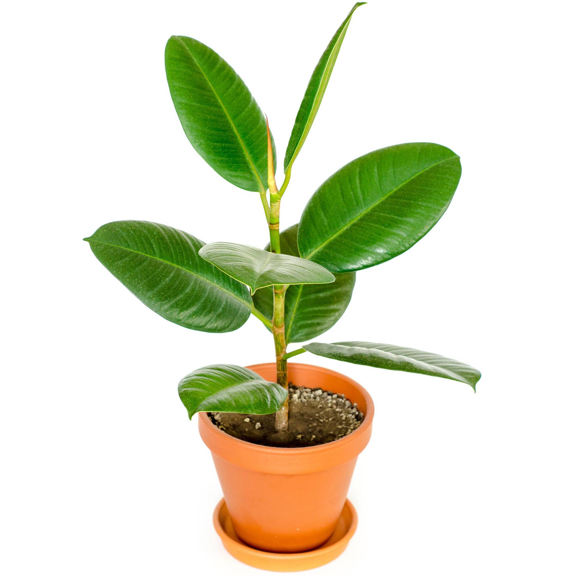 Gardenersdream - Ficus Robusta En Pot 30-40 Cm | Vente D’Arbre À Caoutchouc À Feuilles Persistantes  - GardenersDream - Imagen 1