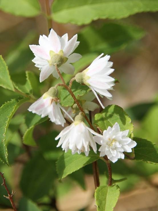Deutzia crenata Pride of Rochester Pot de 2L/3L - Image 1