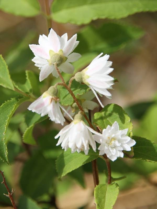 Deutzia crenata Pride of Rochester Pot de 2L/3L - Image 1