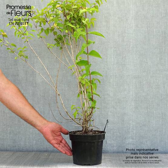 Deutzia crenata Pride of Rochester Pot de 2L/3L - Image 2