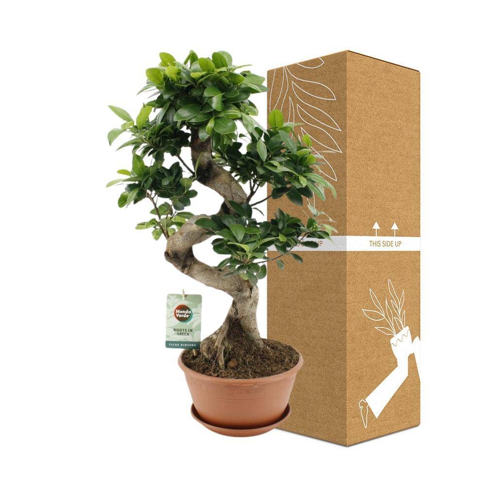 Ficus Ginseng - D22 H60cm - Image 4