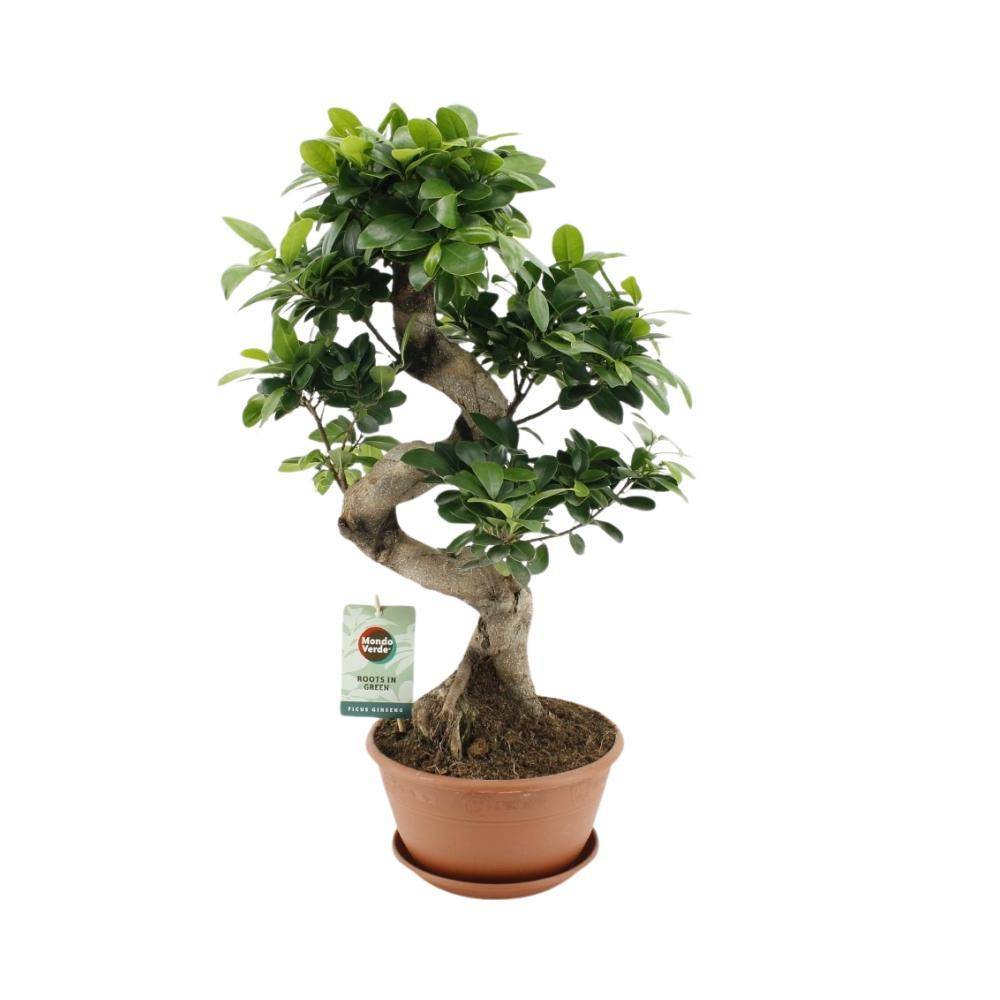 Ficus Ginseng - D22 H60cm - Image 2
