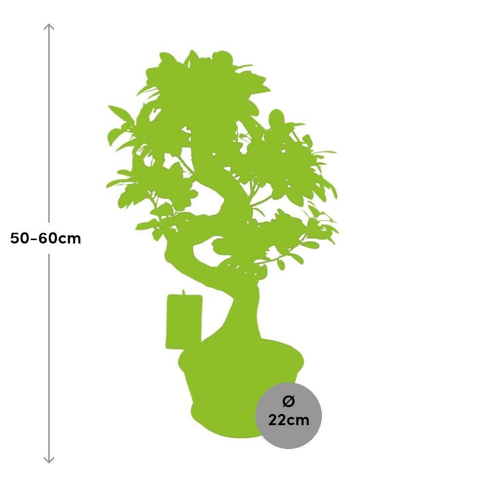 Ficus Ginseng - D22 H60cm - Image 3