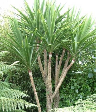 0 - Cordyline australis Pot de 25L - 80/100cm - Image 1