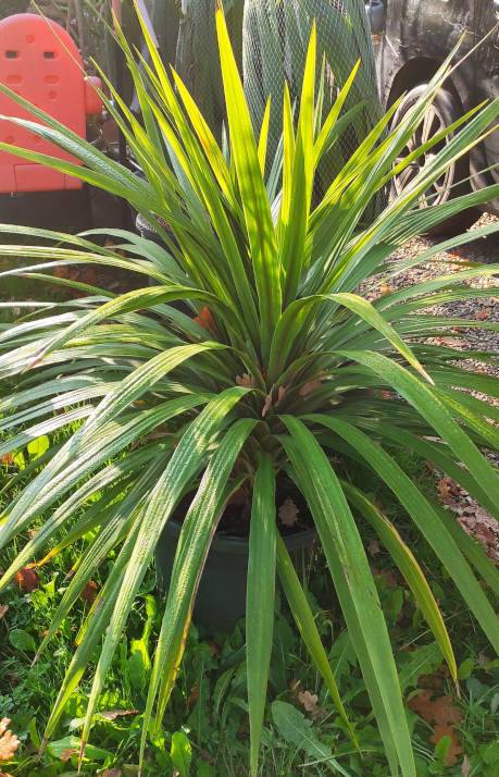 0 - Cordyline australis Pot de 25L - 80/100cm - Image 3