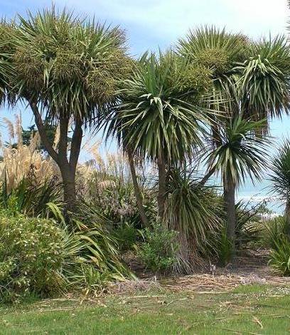 0 - Cordyline australis Pot de 25L - 80/100cm - Image 2