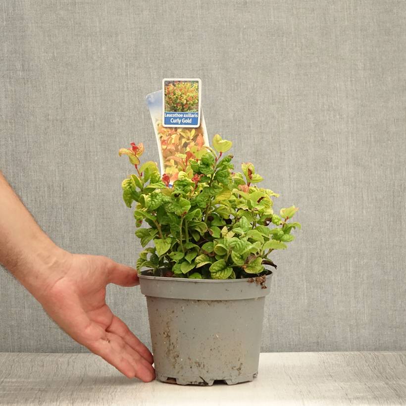 Promesse de Fleurs - Leucothoe axillaris Curly Gold Pot de 2L/3L - Image 2