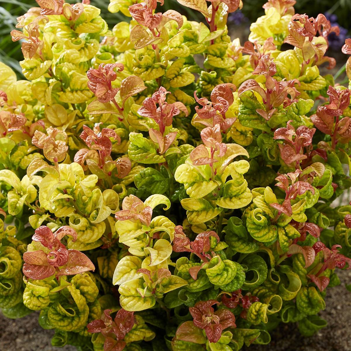 Promesse de Fleurs - Leucothoe axillaris Curly Gold Pot de 2L/3L