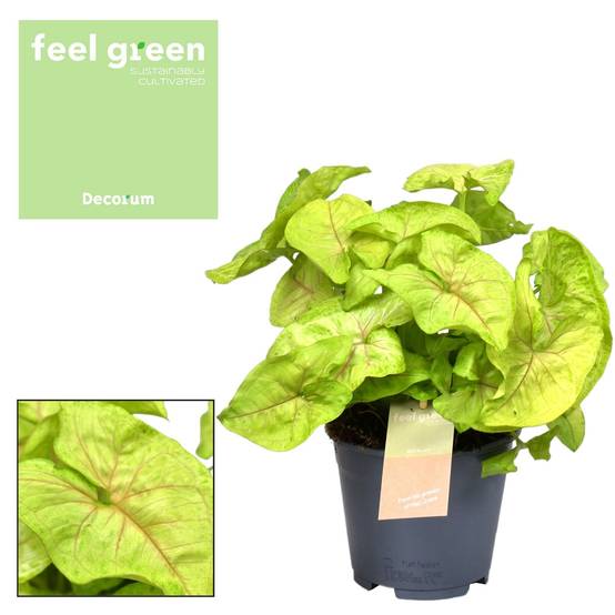 La Green Touch - Syngonium Golden Feel Vert - D14 H30cm