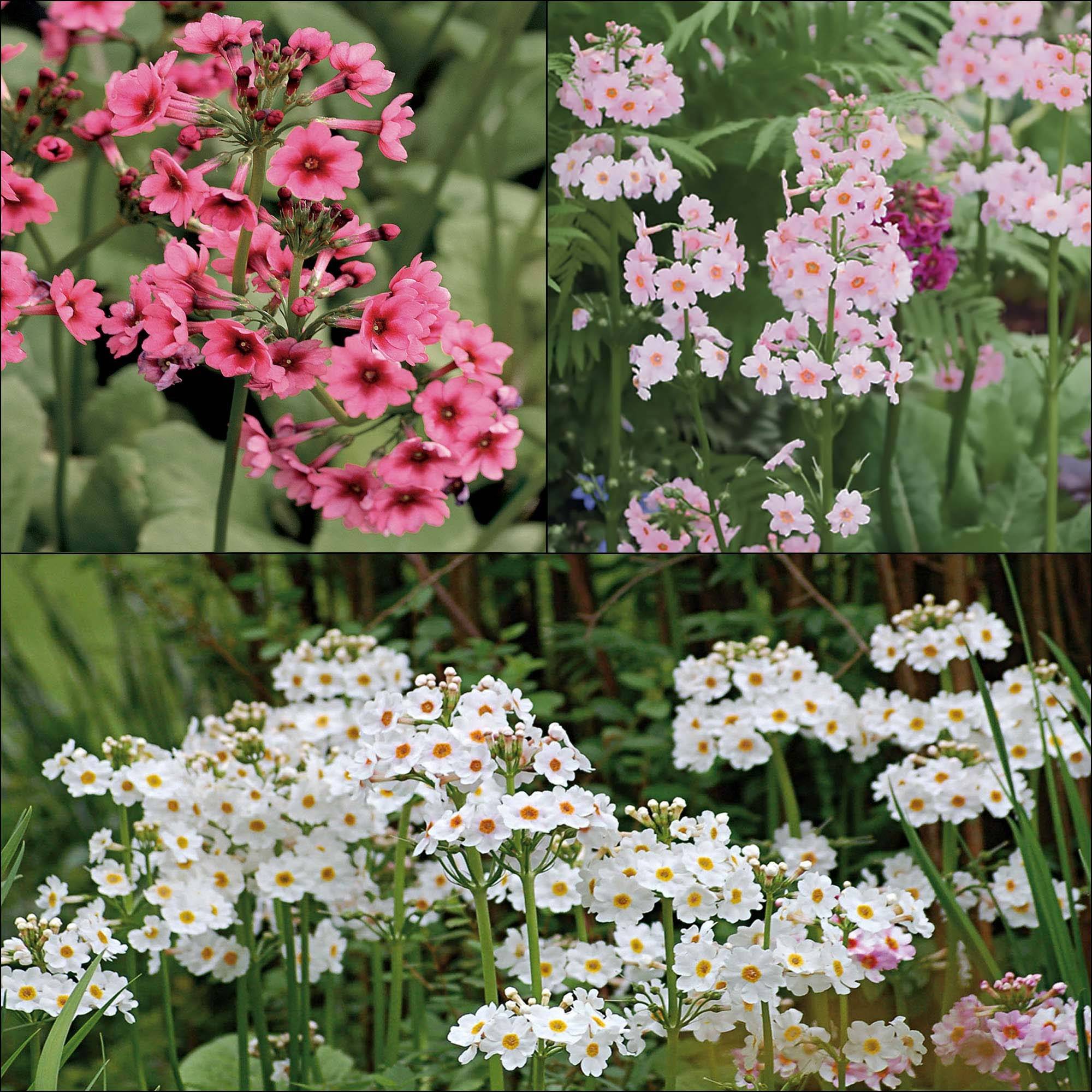 Collection de 3 Primevères Japonaises - Collection de 3 plantes