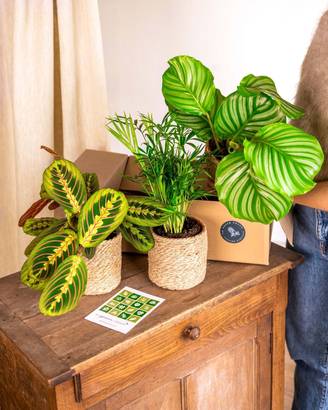 Coffret de Plantes Pets Friendly Cm