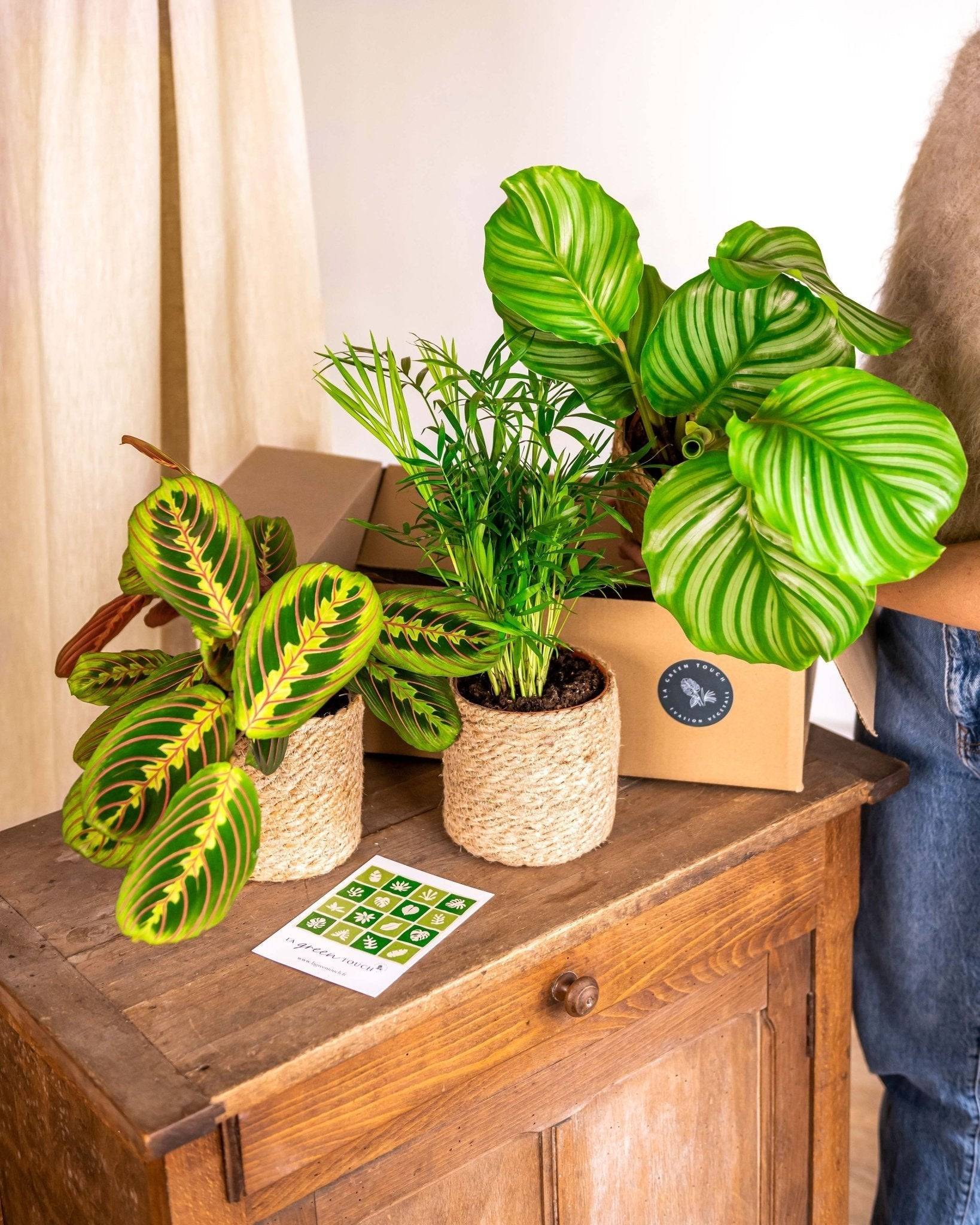 Coffret de Plantes Pets Friendly Cm
