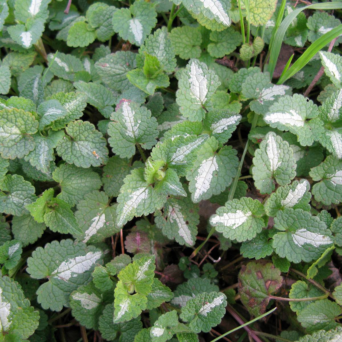 Lamium maculatum Album - Lamier maculé Godet de 8/9 cm