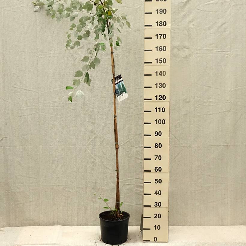 Promesse de Fleurs - Populus alba - Peuplier blanc, de Hollande Pot de 7,5L/10L - Image 2